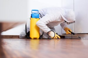 Pest Control North Brisbane