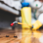 How Much Does Cost of Pest Control in Brisbane How Much Does Cost of Pest Control in Brisbane