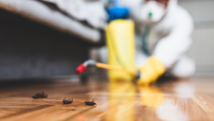 How Much Does Cost of Pest Control in Brisbane