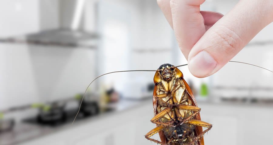 How Much Does Cost of Pest Control in Brisbane