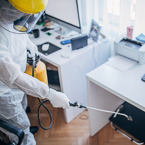Pest Control Brisbane