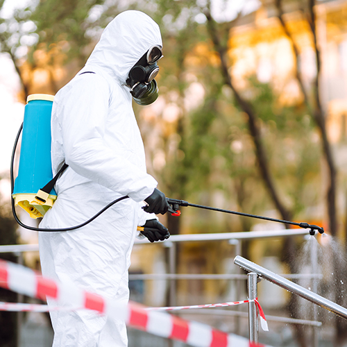 Pest Control Brisbane Pest Control Brisbane