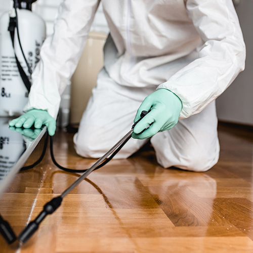 Pest Control Brisbane