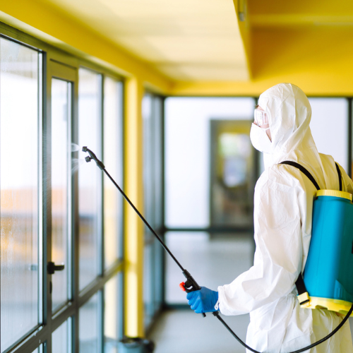 Pest Control Brisbane