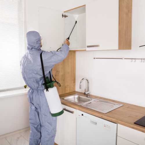 Pest Control Brisbane Pest Control Brisbane