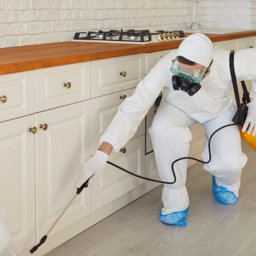 Pest Control Brisbane