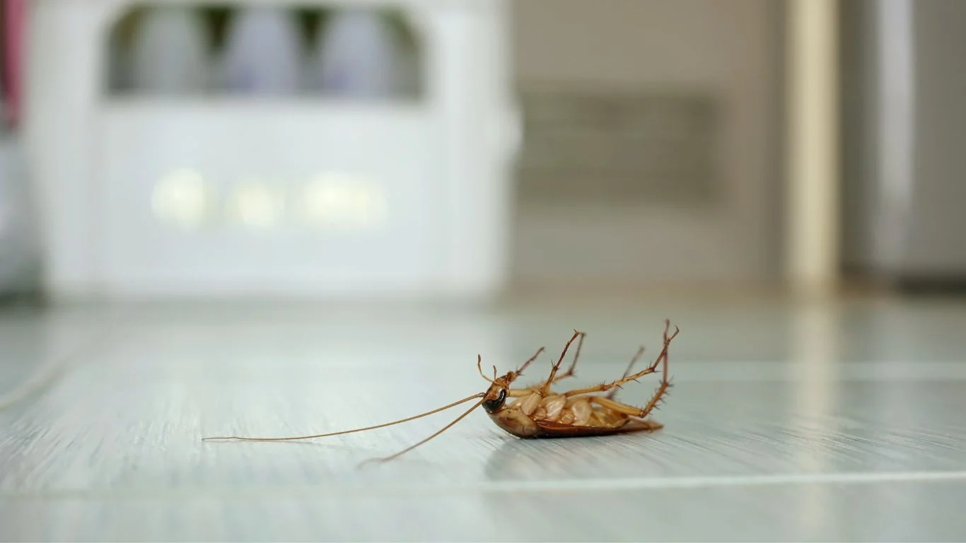 Brisbane Renter's Guide To Pest Control At End Of Lease. DIY pest control spray to prevent pests before moving out of Brisbane rental