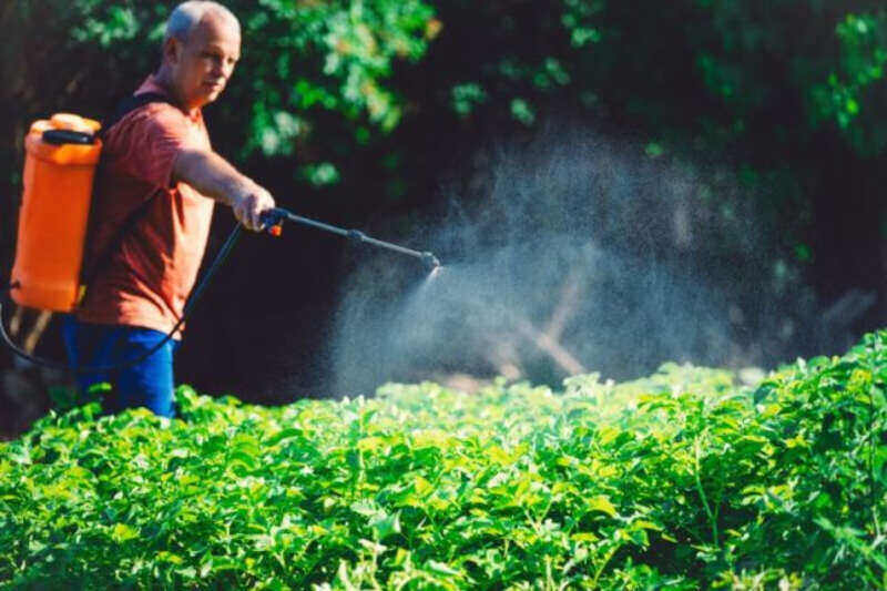 Chemical Pest Control vs. Natural Pest Control: What Works Best in Brisbane? natural-pest-control