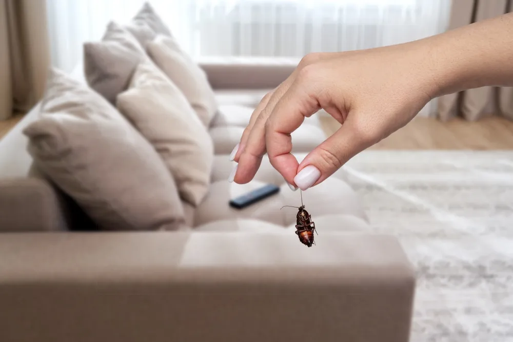 Brisbane Renter's Guide To Pest Control At End Of Lease. Professional pest control service in Brisbane rental property