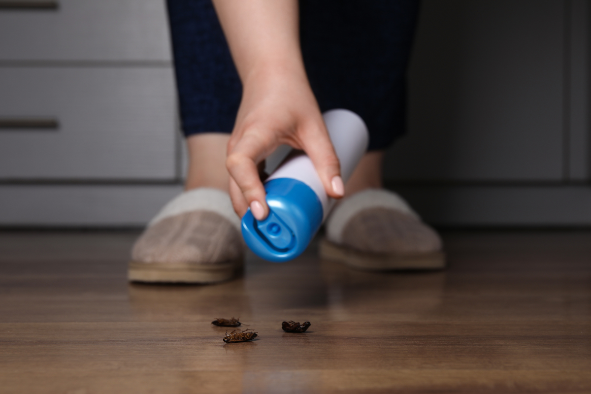 Brisbane Renter's Guide To Pest Control At End Of Lease. Clean rental kitchen ready for end-of-lease pest control in Brisbane