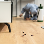 Brisbane Renter's Guide To Pest Control At End Of Lease.