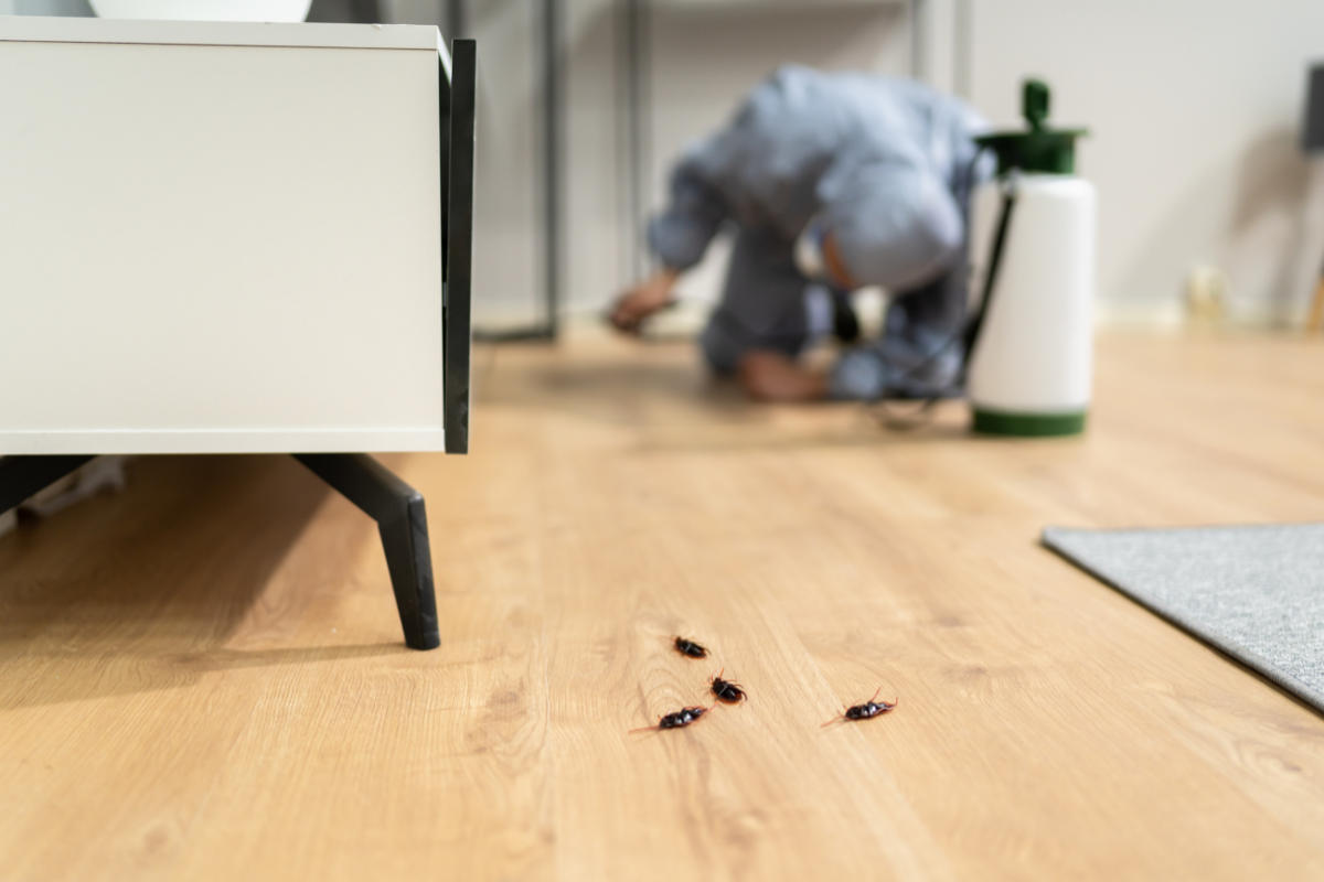 Brisbane Renter's Guide To Pest Control At End Of Lease.
